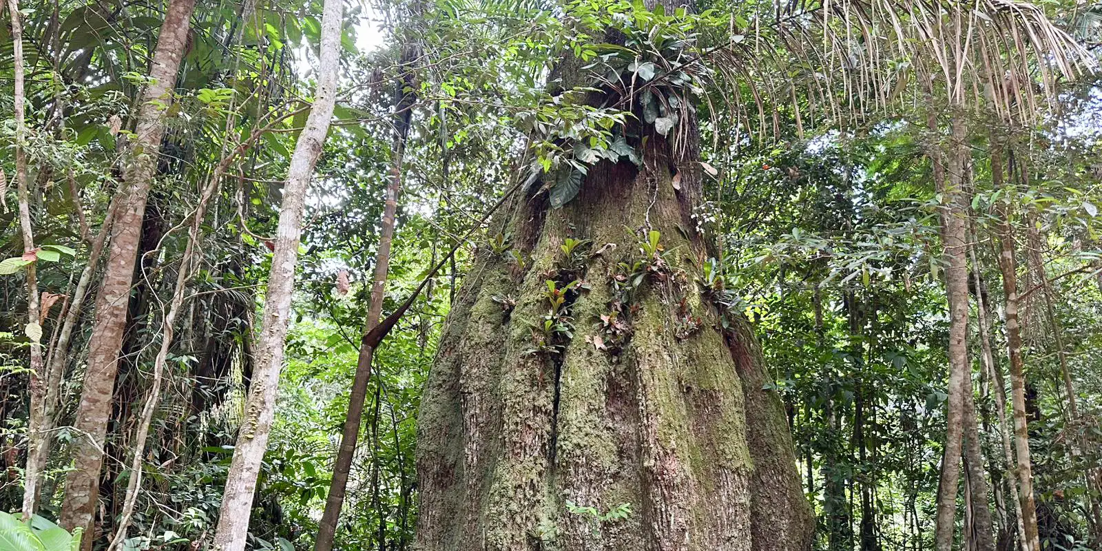 Amazonas ganha quatro reservas de desenvolvimento sustentável