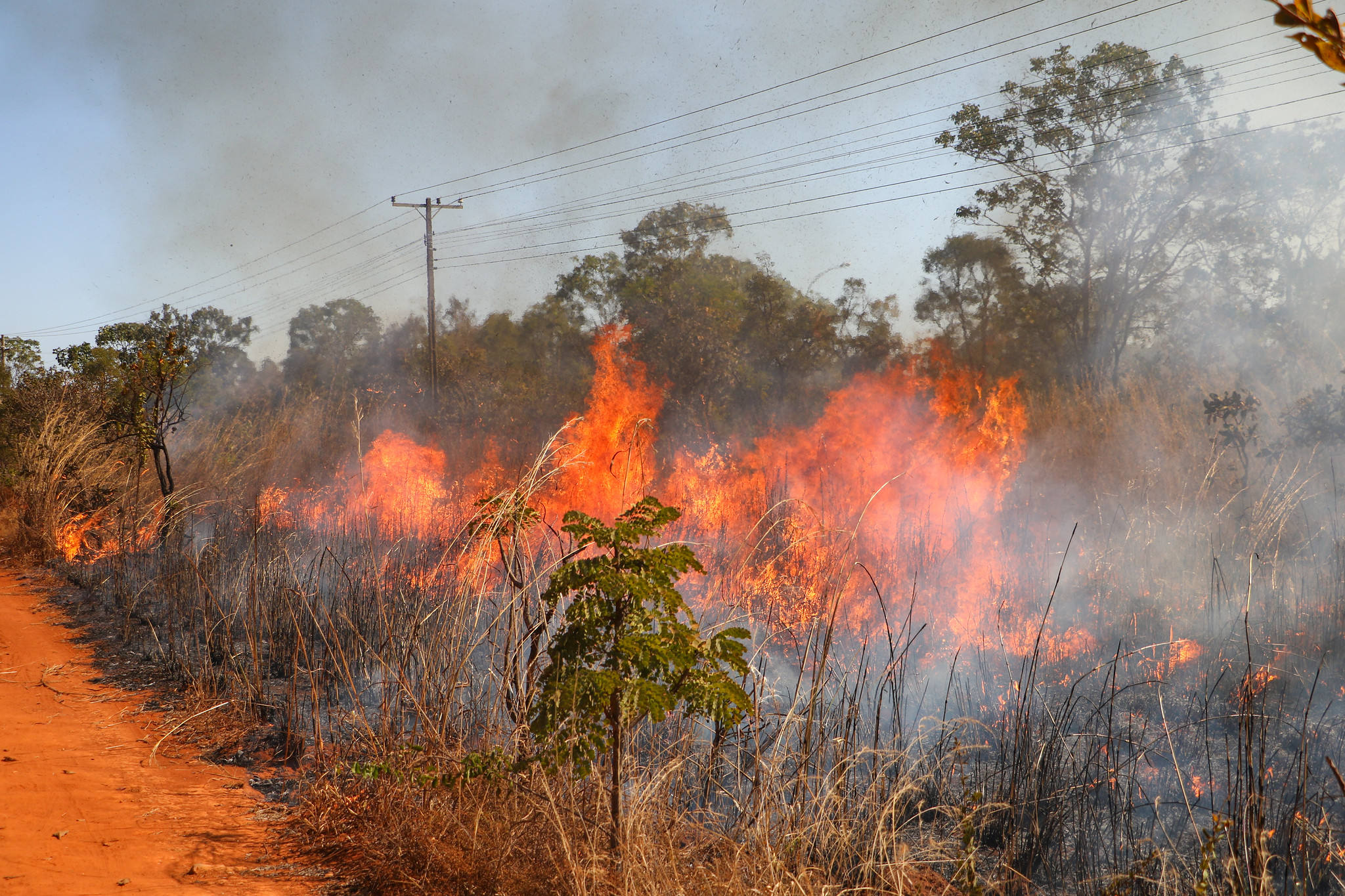 Veja como agir caso um incêndio florestal se aproxime de sua residência