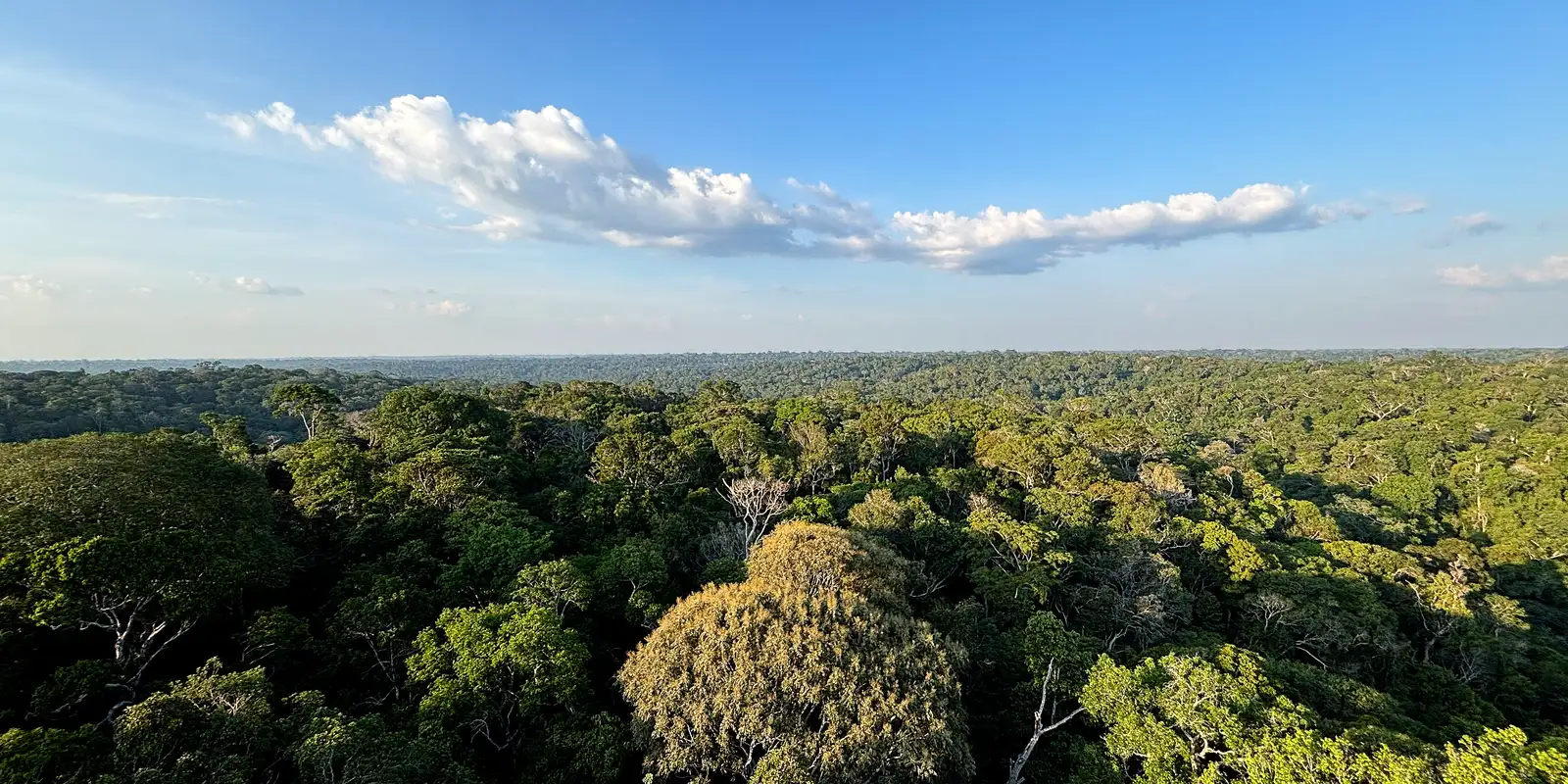 Amazônia e Cerrado evitaram emissões equivalentes às do Japão