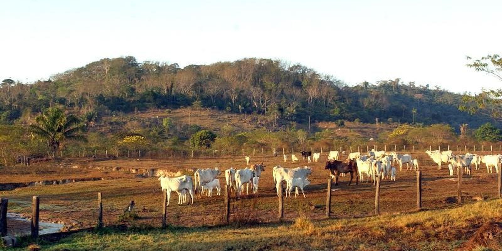 Agropecuária ocupa territórios próximos aos preservados na Amazônia